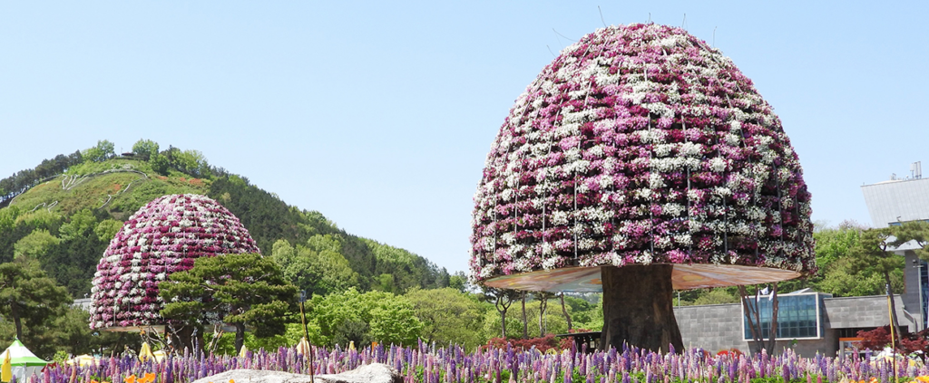 함평 나비축제 전경